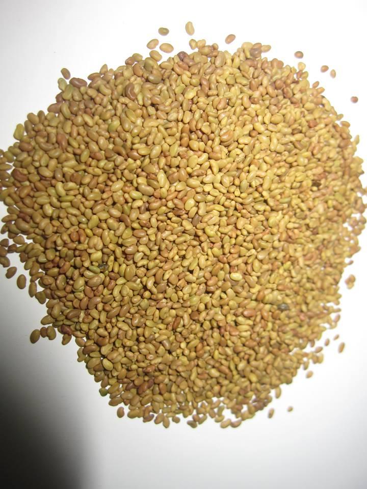 HẠT GIỐNG CỎ ALFALFA - 100gr