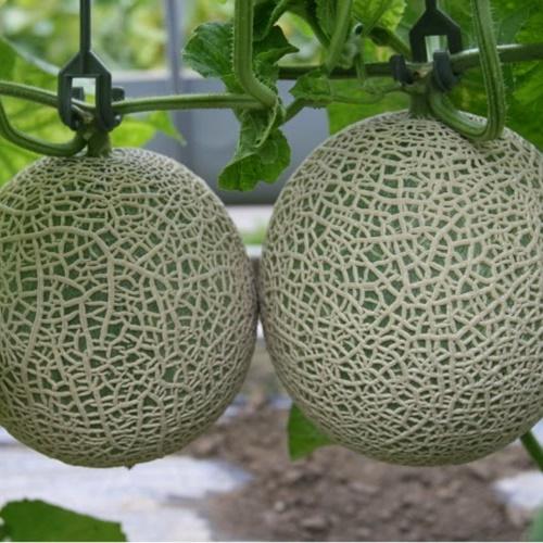 Hạt Giống Dưa Lưới Tròn Ruột Xanh. Túi 10 Hạt Năng Xuất Cao - Phát Triển Mạnh.