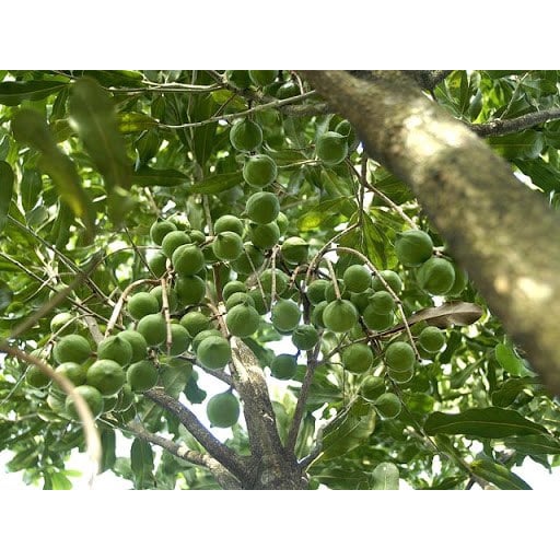 CÂY SẤU GHÉP GIỐNG (cây giống bảo hành )