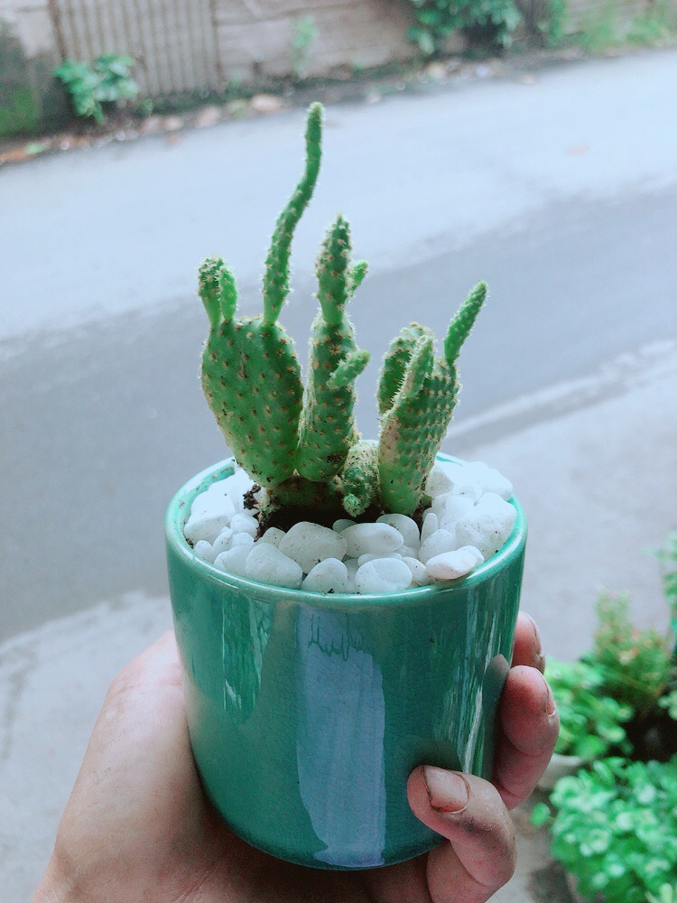 Chậu Xương Rồng Tai Thỏ