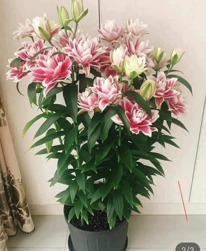 CỦ LY CAO THƠM KÉP NHẬP KHẨU HÀ LAN ĐỦ MÀU SẮC