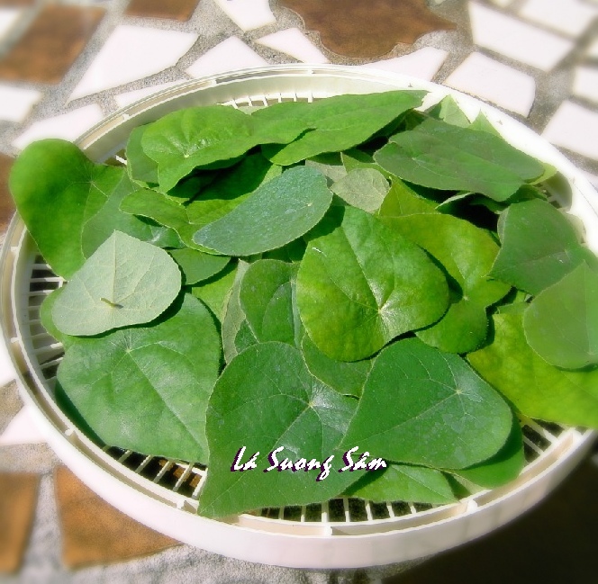 [HCM]Gói 20 hạt giống sương sâm lông - Tiliacora triandra