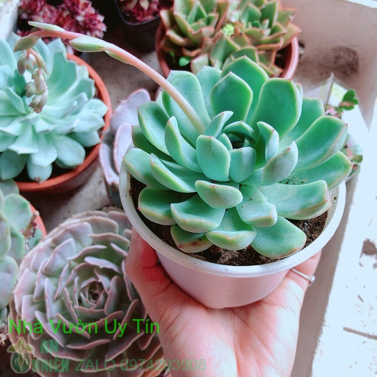 Chậu sen đá xanh cánh cứng