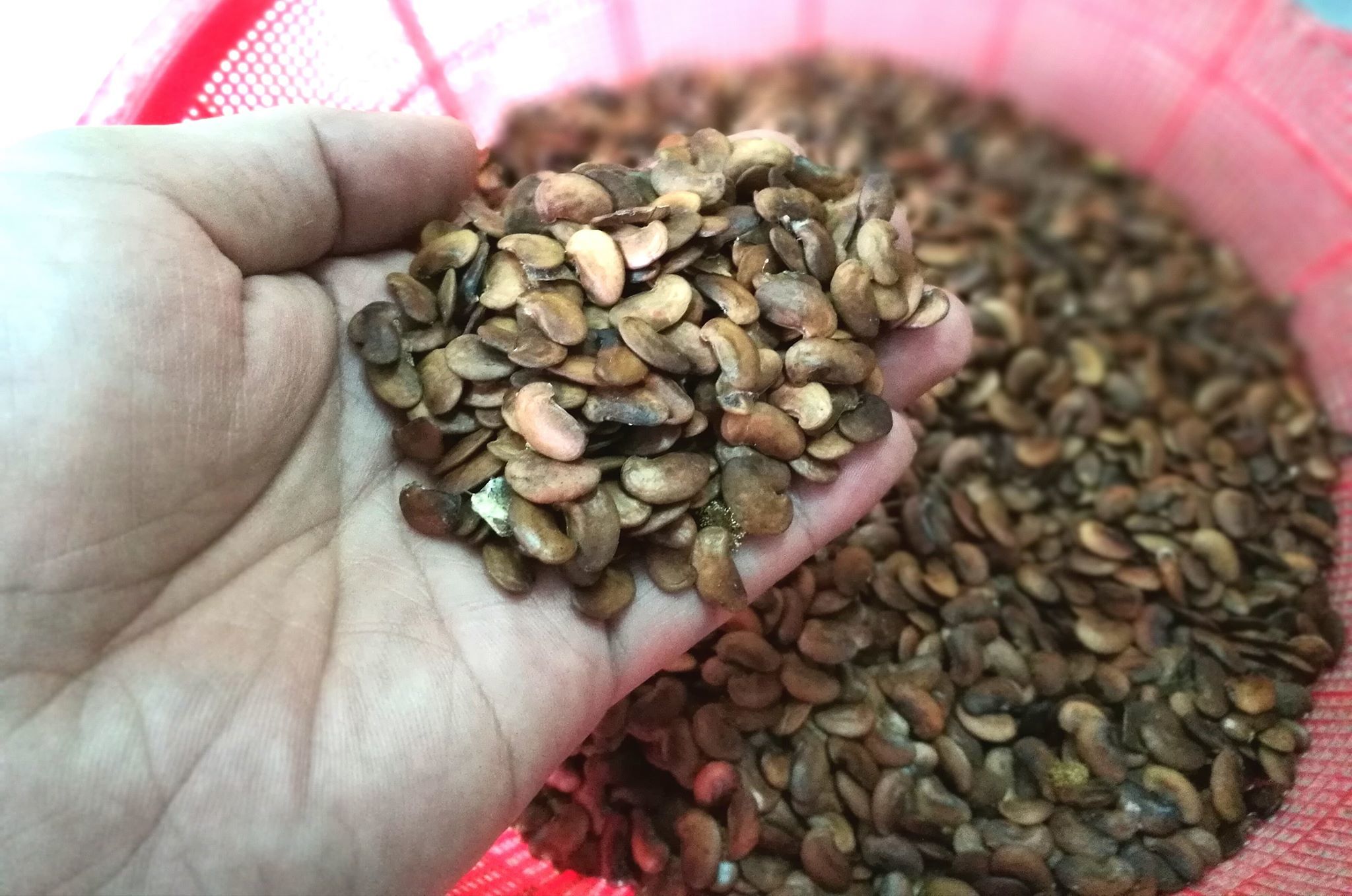 500 gram hạt giống Cây Sưa Đỏ .tuyển chọn