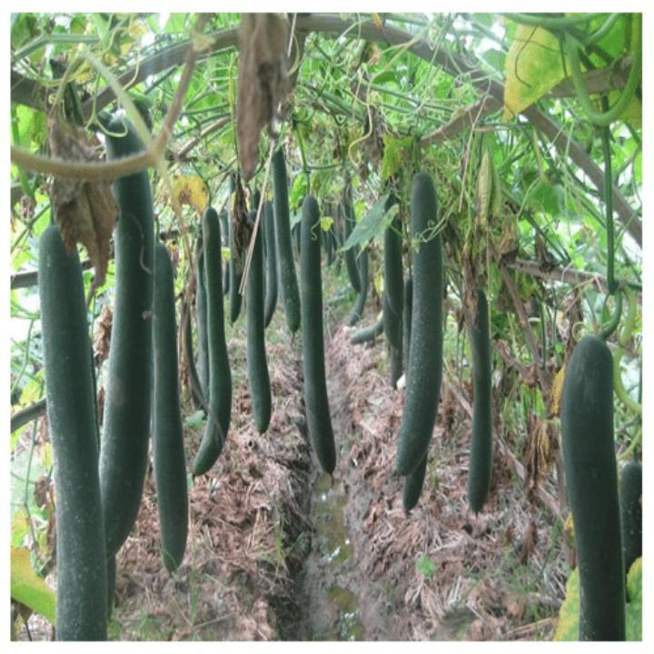 Winter melon seed - High Quality Seeds