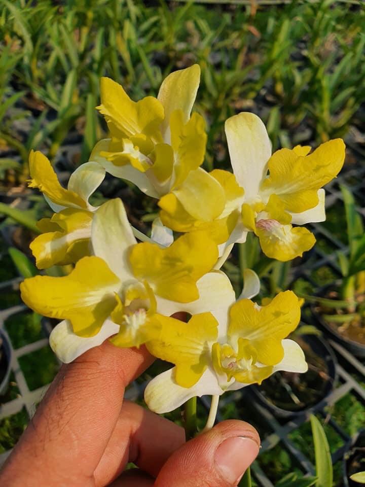 Denro Banana đột biến 3 lưỡi