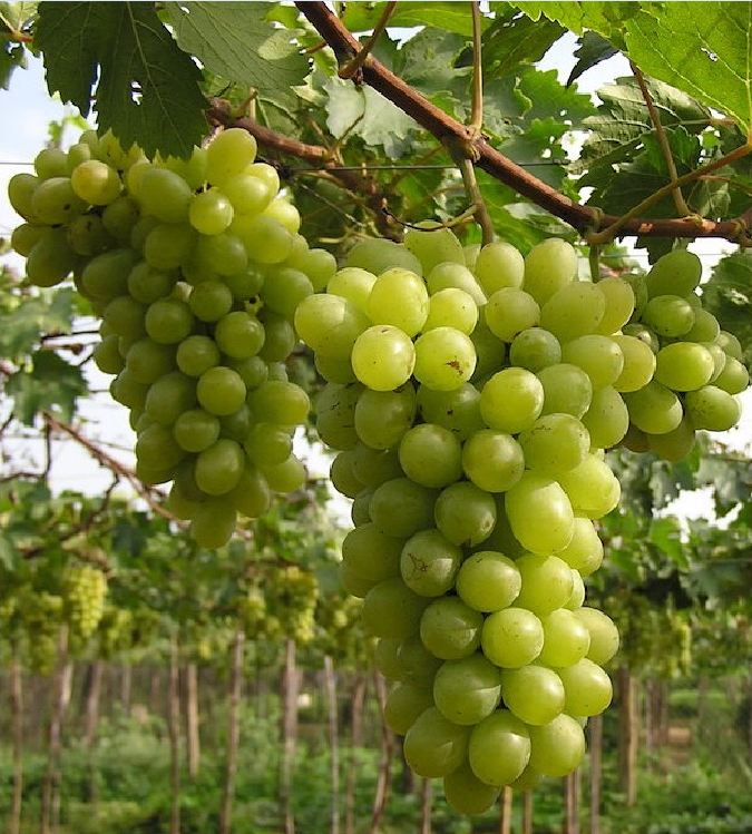 "Gói 10 "Hạt giống nho xanh leo gian [Seeds]