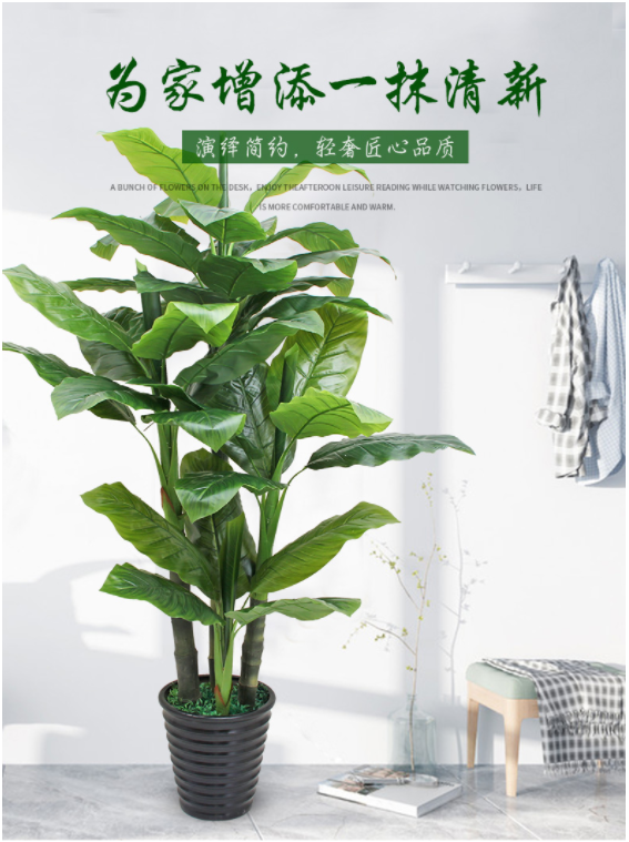 Cây Thiết Mộc Lan