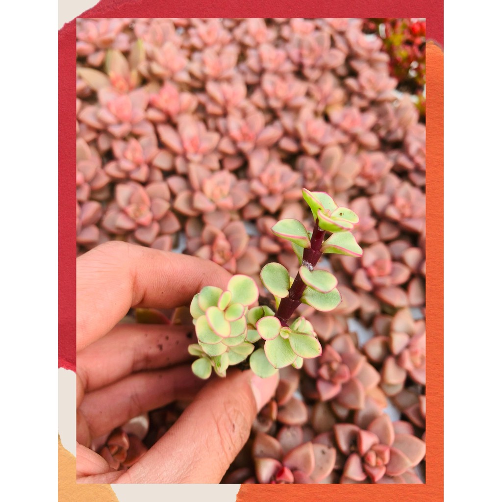 SEN ĐÁ ĐÔ LA SIZE MINI  ĐÀ LẠT  HƯ 1 ĐỔI 1  SIÊU CUTE