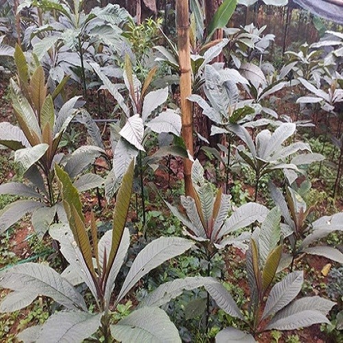 2 Cây giống khôi nhung tía - 809