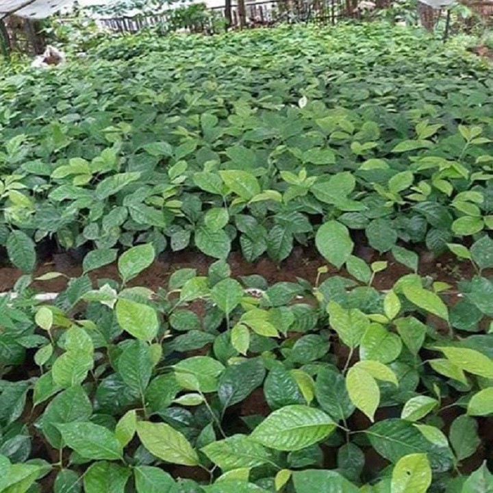 CÂY GIỐNG RAU HÚNG VỊT, RAU CHANH CHÓ
