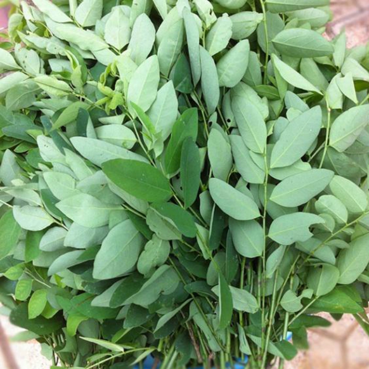 Hạt giống Rau Bồ Ngót Siêu Ngọn gói 1gr~40 hạt- Rau Bồ Ngót trồng quanh năm, sinh trưởng khỏe, dễ trồng, Năng suất cao