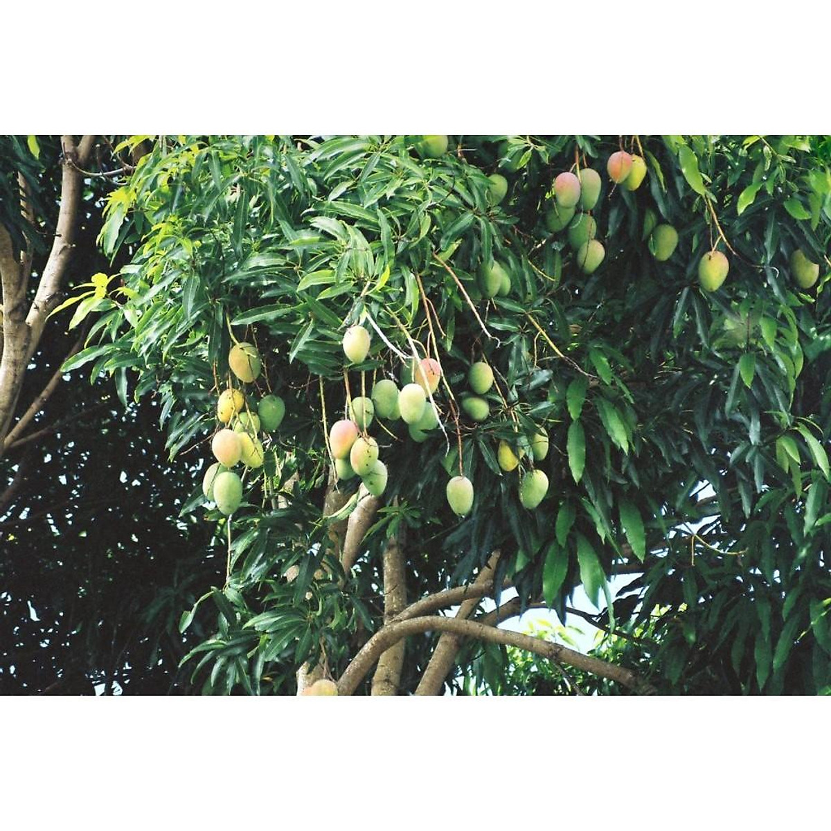 Cây giống Xoài Thanh ca .