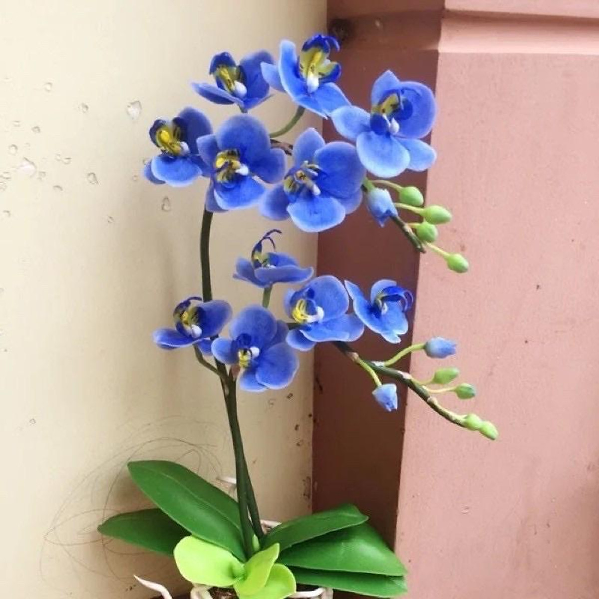 HOA LAN HỒ ĐIỆP CÂY đẹp cốc 2.8