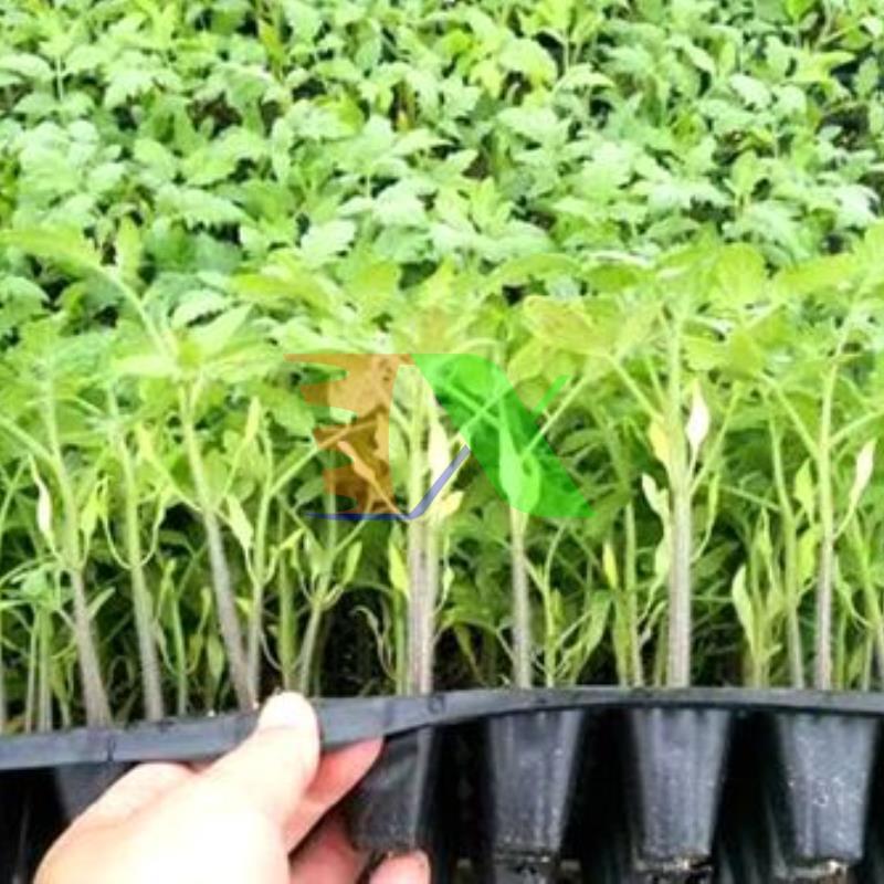 Bộ 5 Khay nhựa ươm cây 32 lỗ, Vỉ ươm hạt giống, Khay nhựa PVC ươm hạt rau hoa