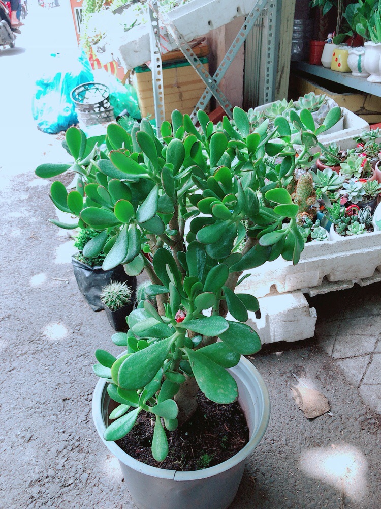Chậu Ngọc Bích