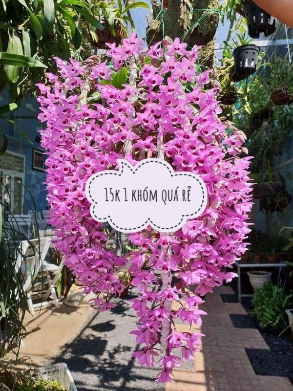 hoa lan trầm yim rừng