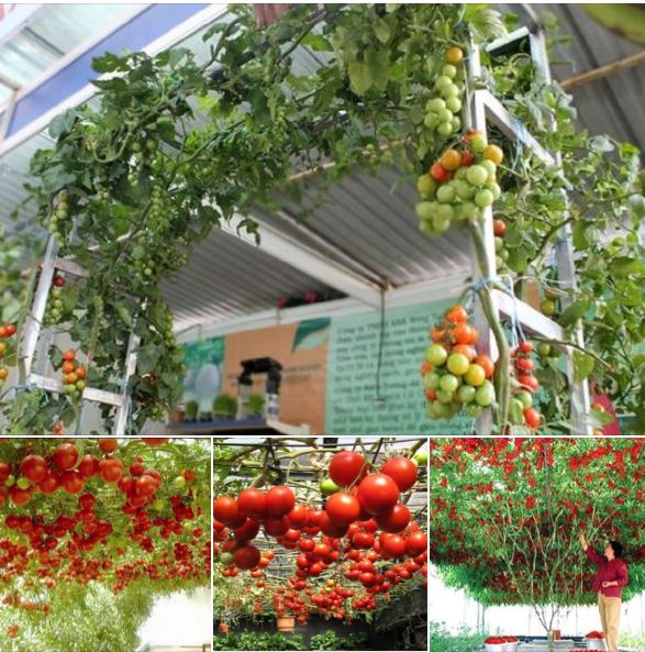 Hạt giống cà chua leo giàn 10 hạt/gói - kèm 3 viên nén ươm hạt - vtnn2