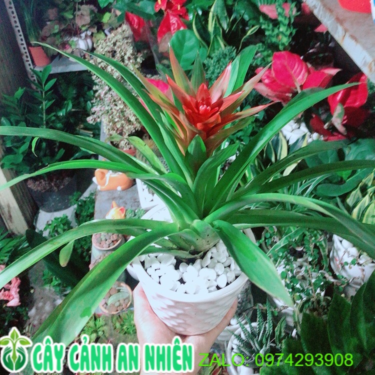 Chậu cây phong lộc hoa