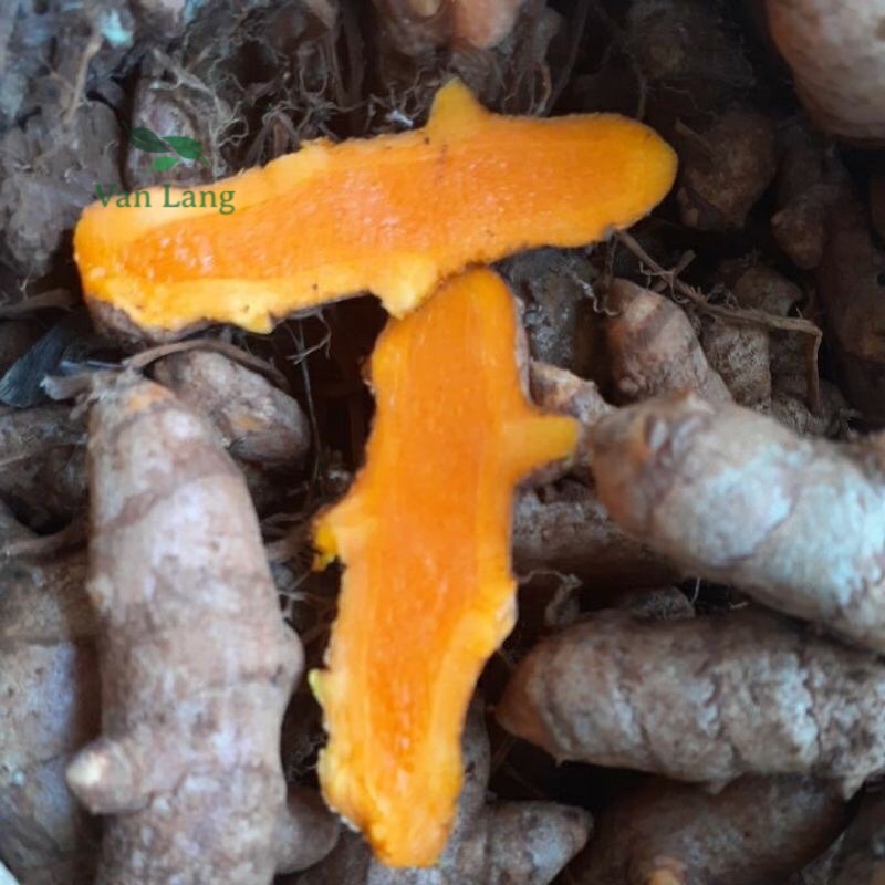 Nghệ vàng tươi củ già chất lượng túi 500g