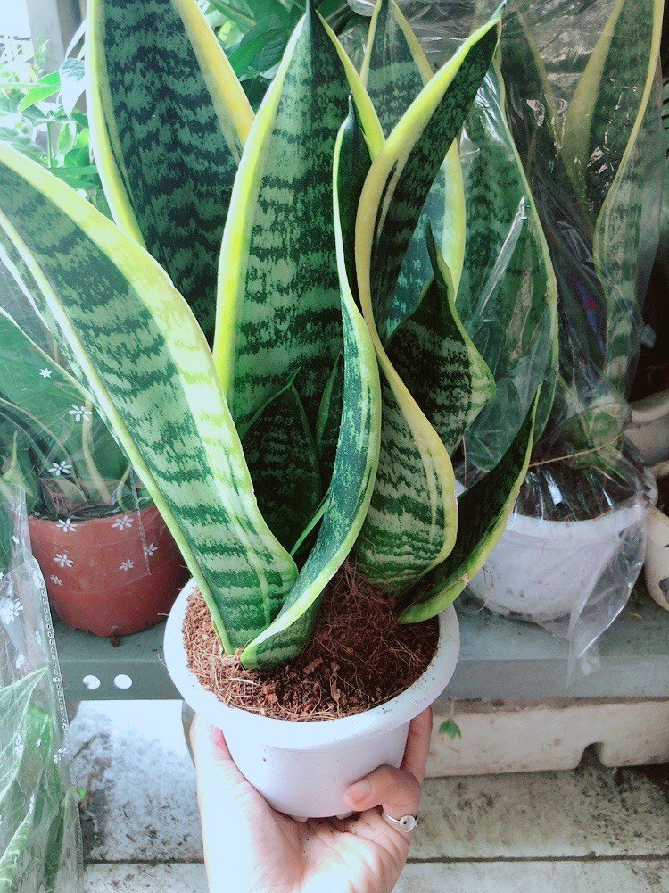 [HCM]Chậu Lưỡi Hổ