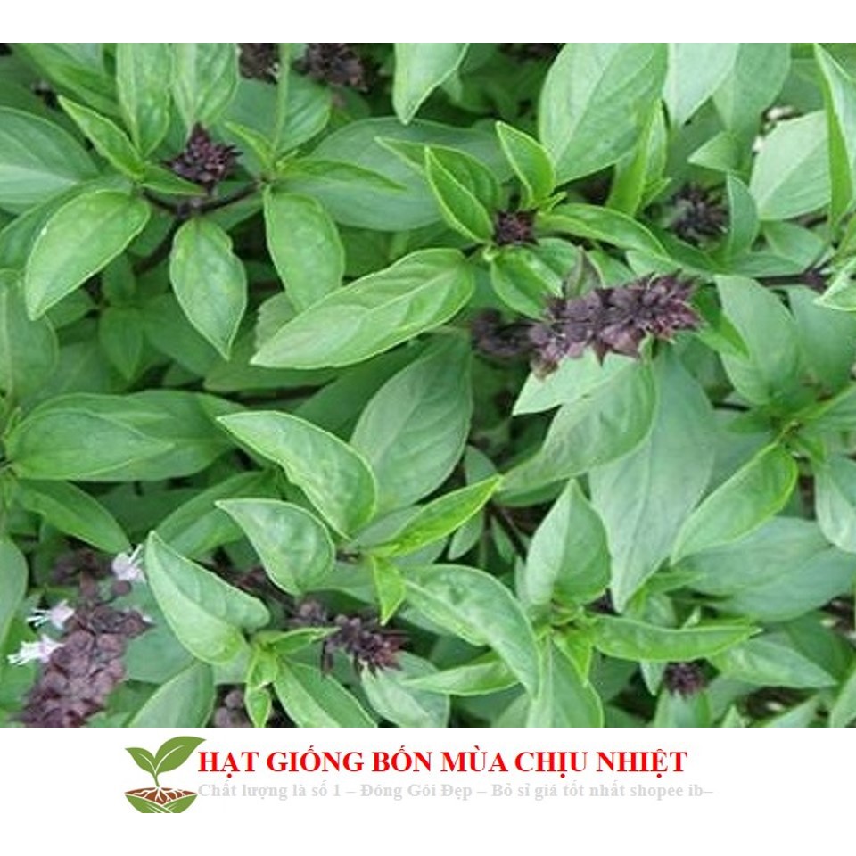 82A 100 Hạt Giống Húng Quế (Ocimum Basilicum