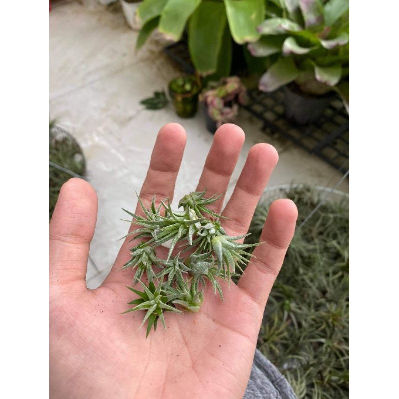 Cây Không Khí (kim yến) - set bình terrarium, gắn lũa, đá hồ bán cạn