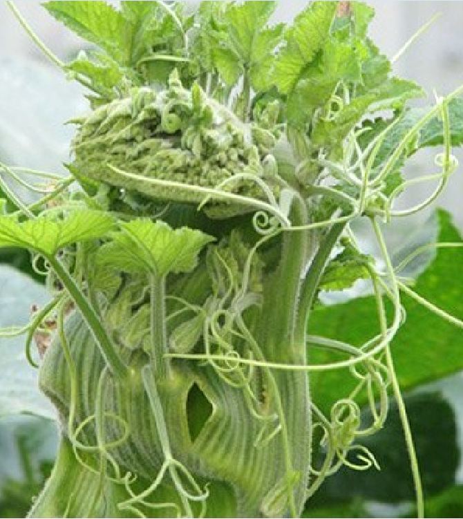 Hạt giống bi ngọn ( bí siêu đọt ) CT06- Gói 5gram