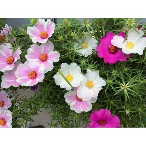 hạt giống Mười giờ Mỹ