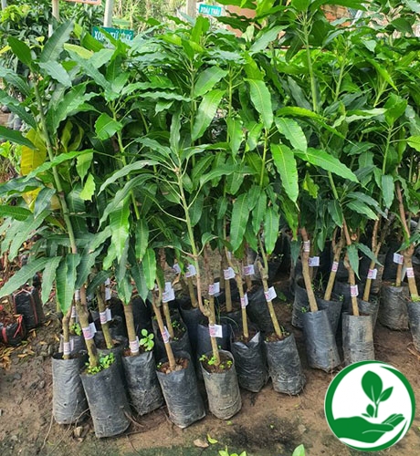 XOÀI CÁT HÒA LỘC -Cây giống