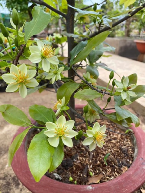 2 cây giống thanh mai ( mai trắng xanh )