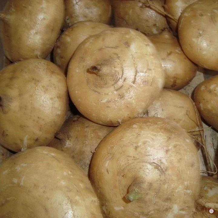 Hạt giống củ sắn củ đậu - gói 10 gram