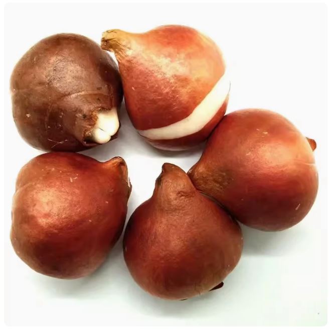5 củ giống hoa tulip hoa màu đỏ