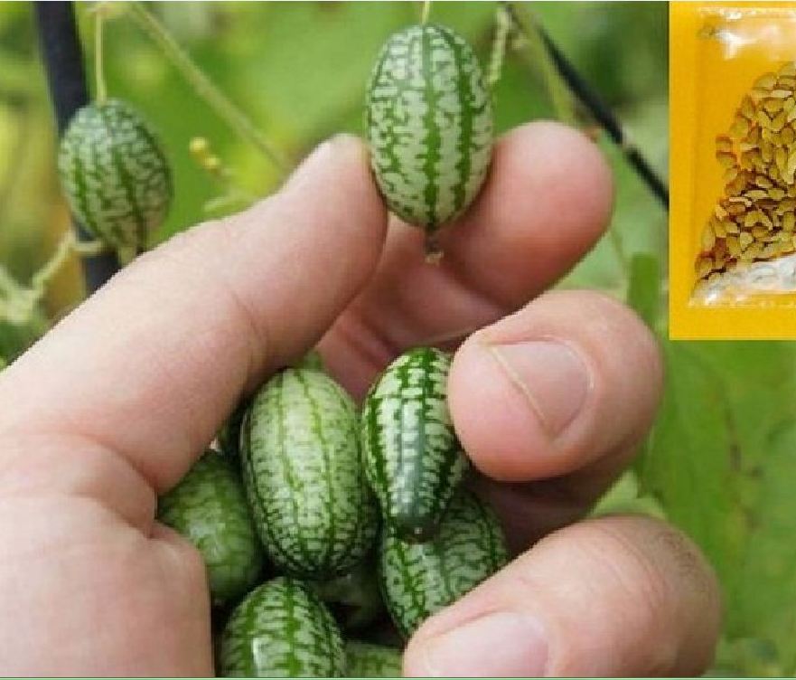 Hạt giống dưa hấu mini ( dưa hấu tí hon ) - 1 gói 10 hạt - VTNT