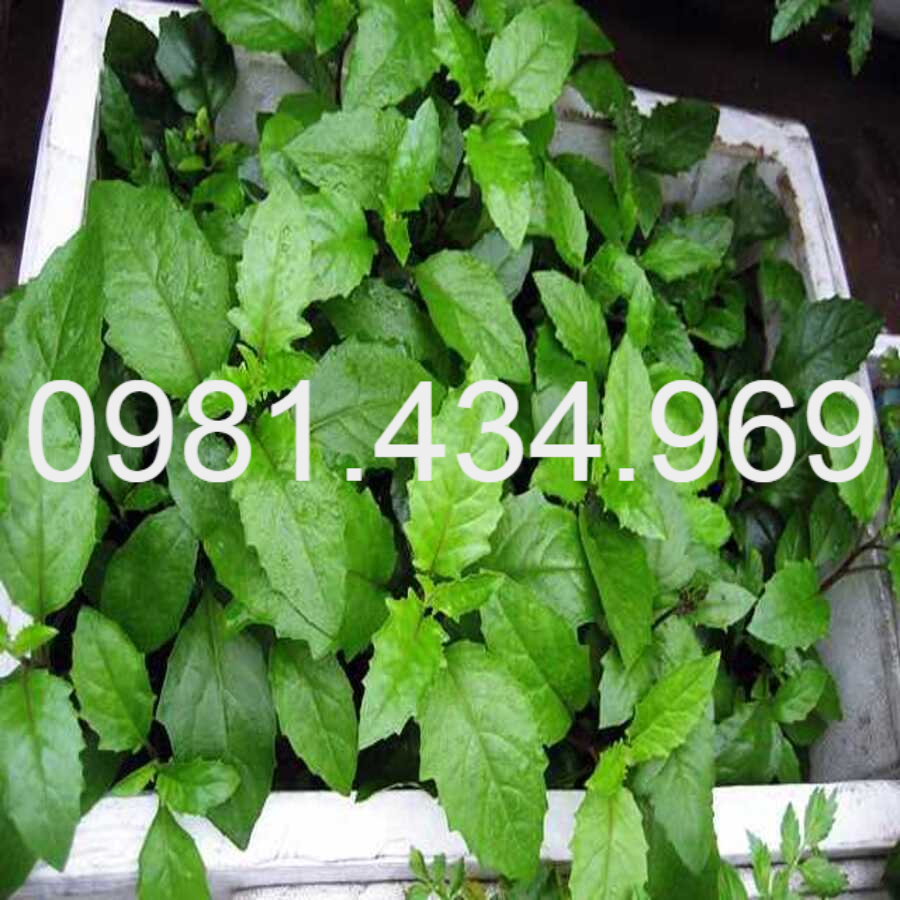 Combo 10 Cây Rau Bớp - Rau Bầu Đất PV