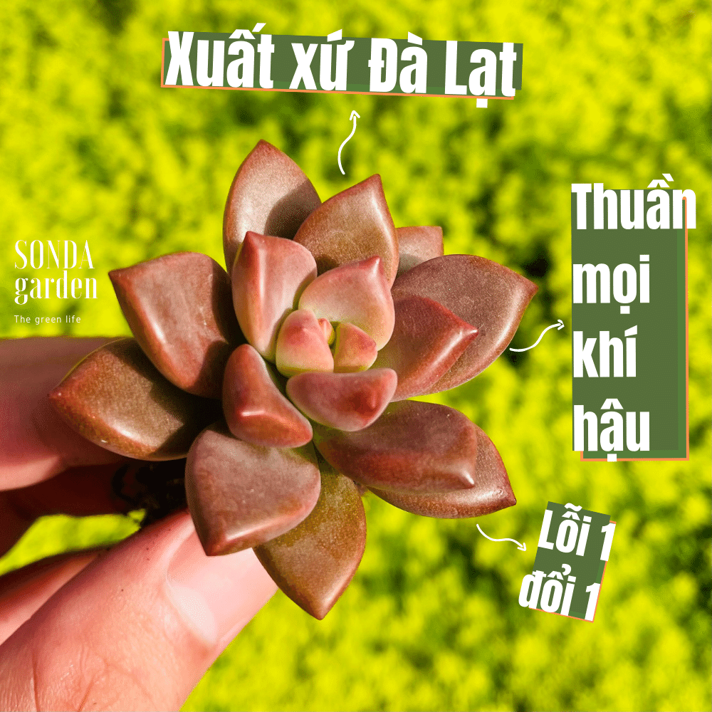 SEN ĐÁ ĐÁ NÂU SIZE MINI SIÊU KHỎE ĐẸP LỖI 1 ĐỔI 1