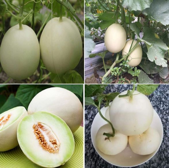 Hạt giống Dưa Lê Bạch Tuyết - Gói 20 Hạt