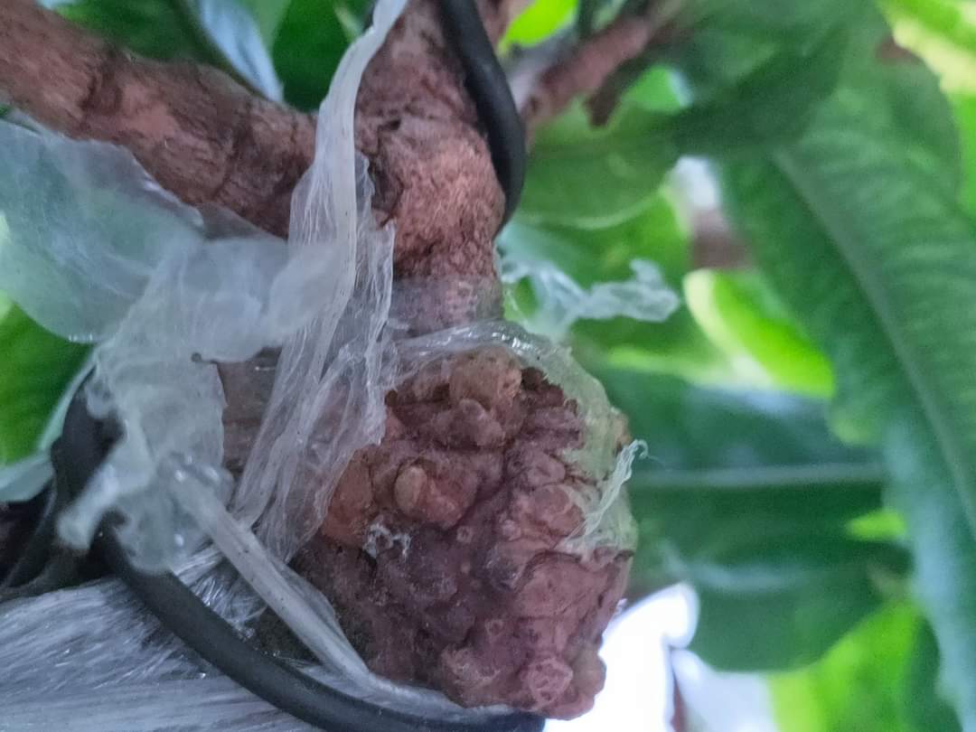 Mai Giảo Nu ( Xù )