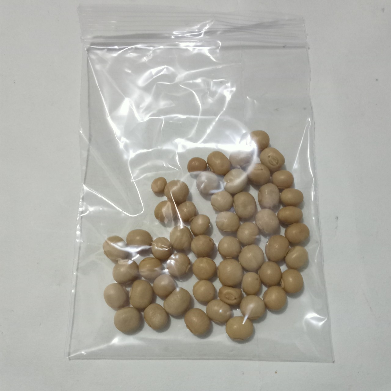 20gr/gói hạt giống đâu rồng siêu trái