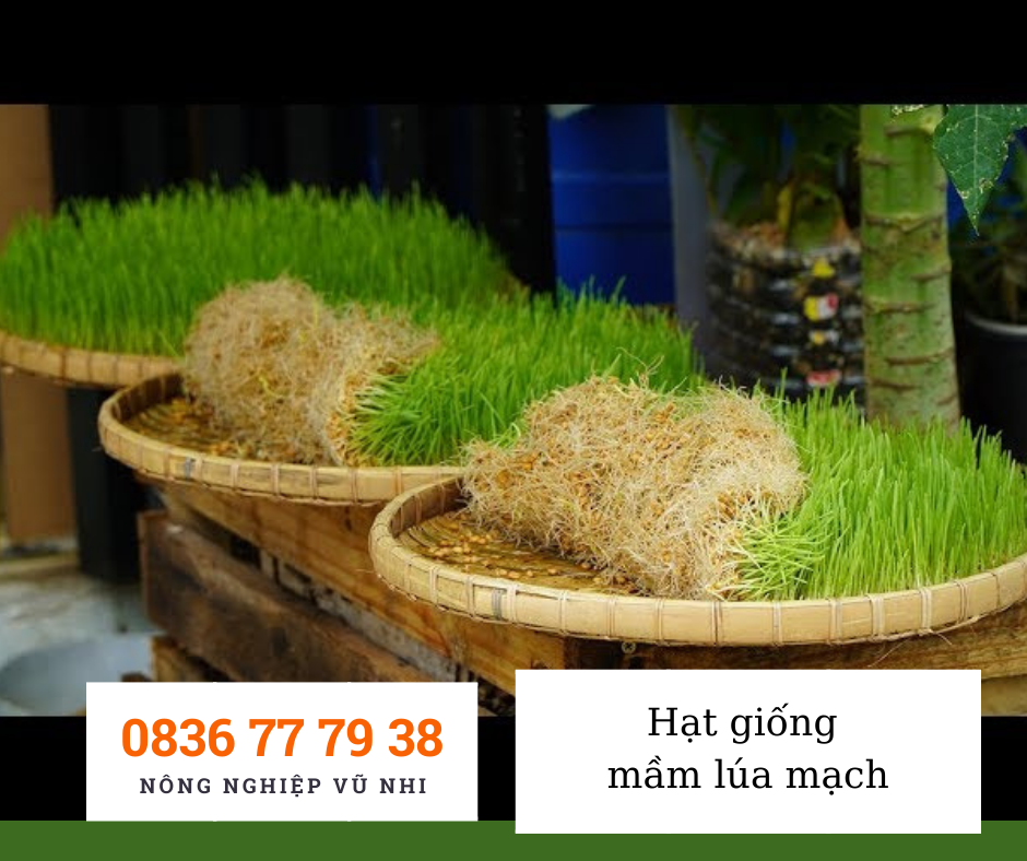 Hạt giống mầm lúa mạch - hatgiong24h ( 100gr)