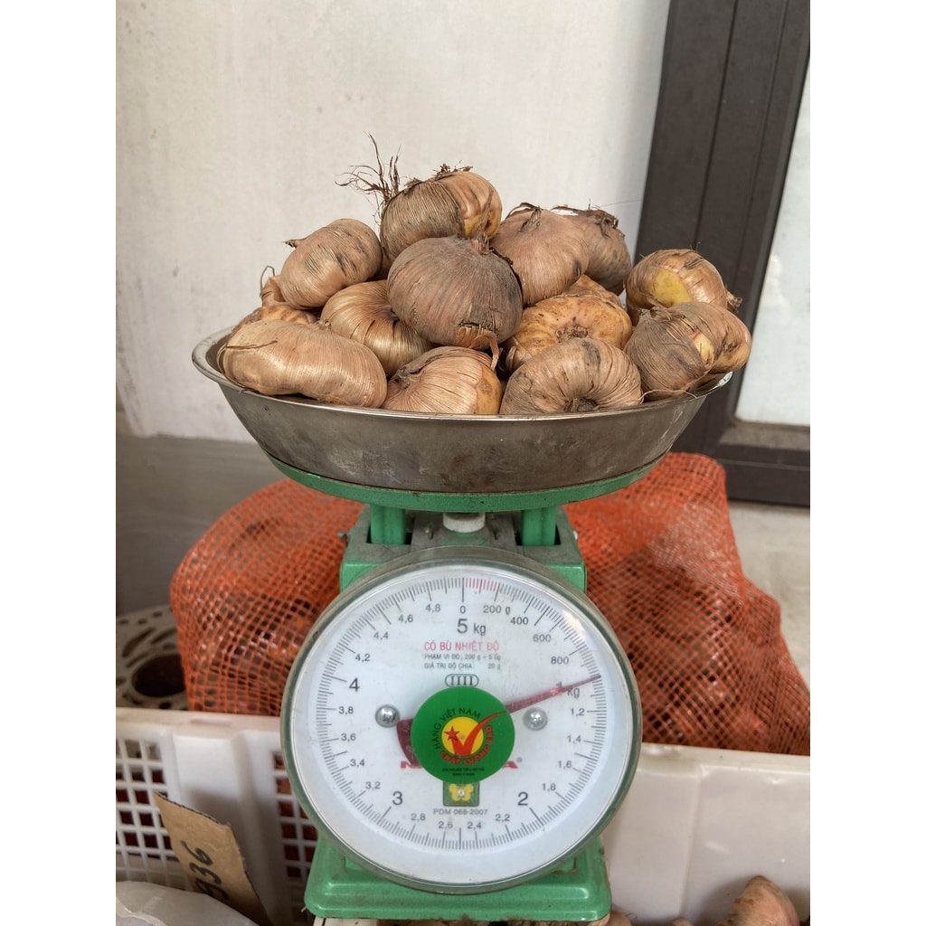 Củ giống hoa lay ơn nhiều màu - 1kg