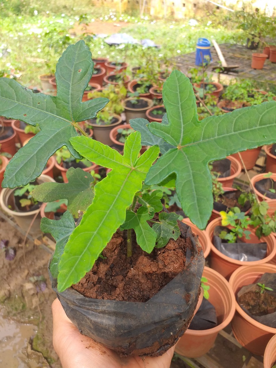 cây giống sâm bố chính