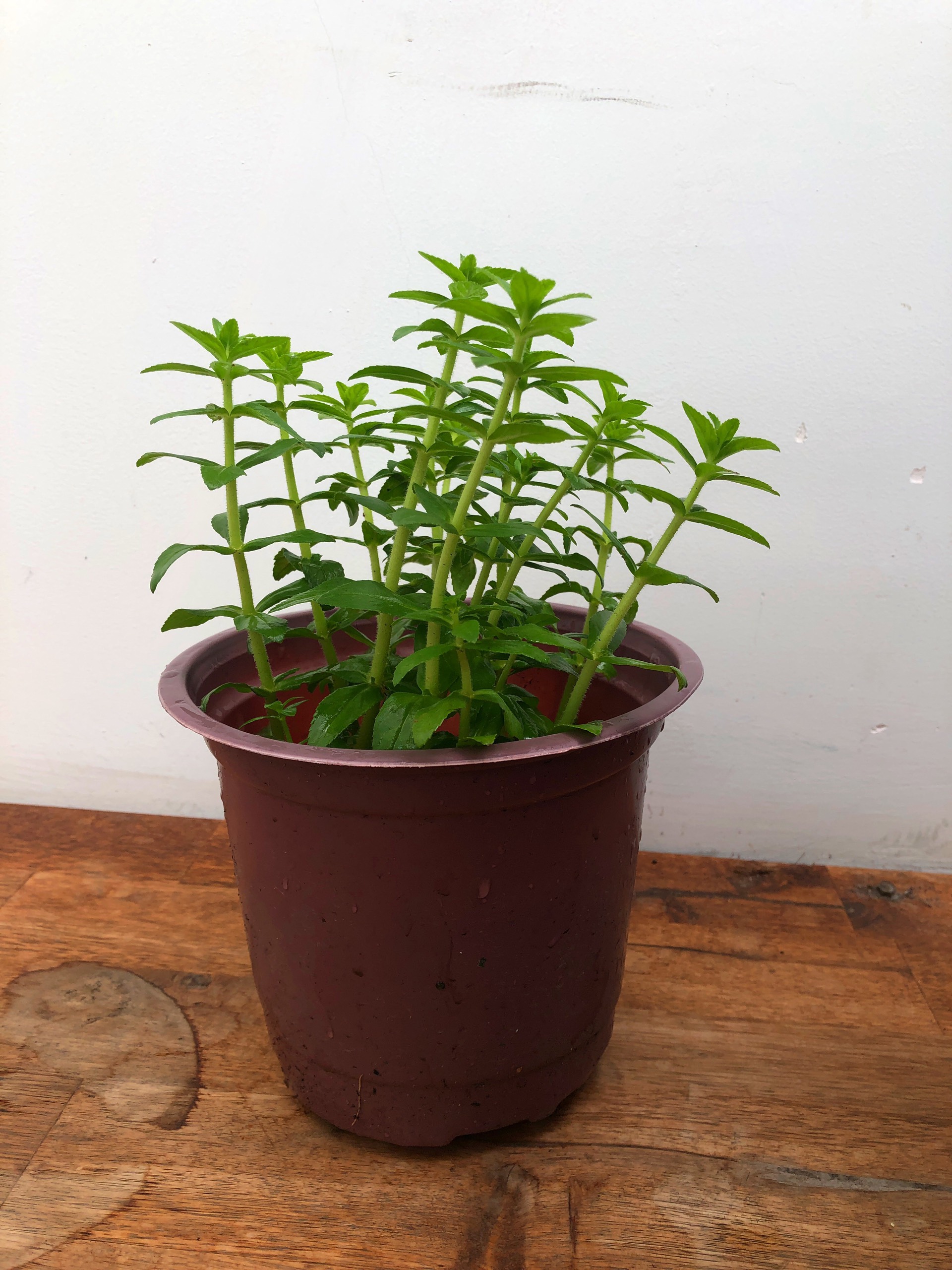 Cây Ngò Om, cây cao 20 - 30cm, chậu 18cm