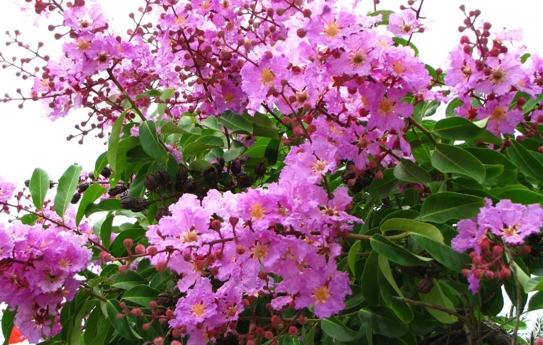 500 gram Lagerstroemia speciosa seed