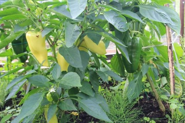 Hạt giống ớt đùi gà Thái Lan F1 - ( 0.5gram tầm 75 hạt)