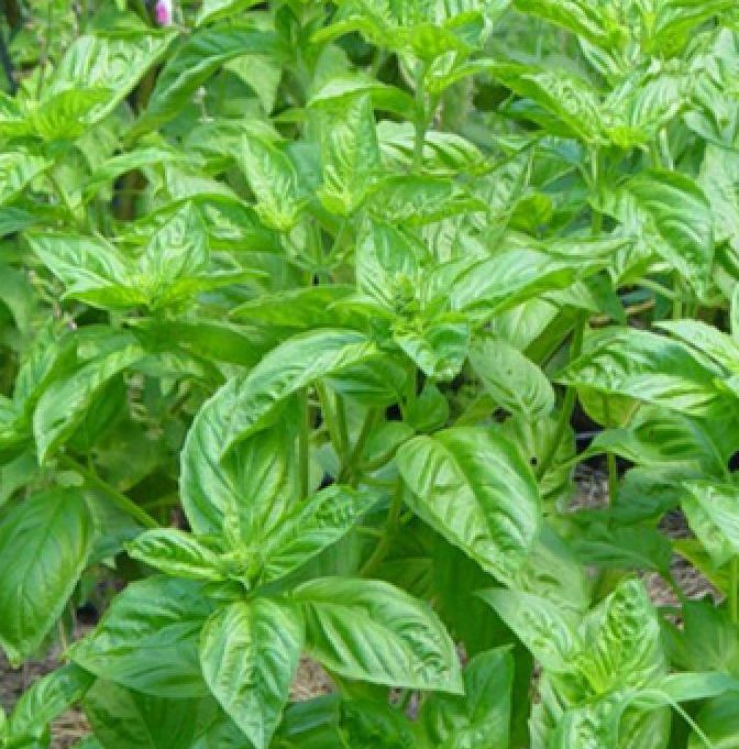 Hạt giống rau húng tây /gói 2 gram