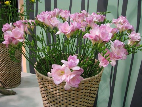Củ giống hoa lan nam phi hoa màu trắng hồng ( 1 củ kèm 1 viên nén ươm củ)