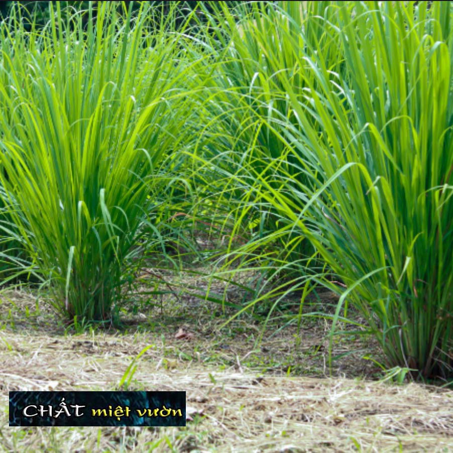 Cây Sả giống