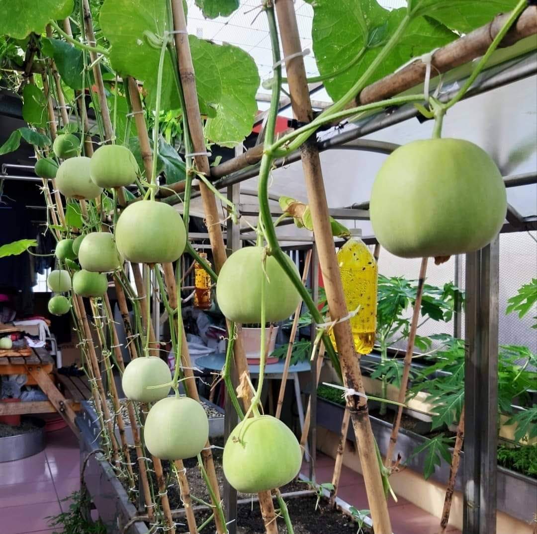 Hạt giống Dưa Lê Popoca (0,5g~35 hạt) trái siêu ngọt, thơm, chắc quả, trồng quanh năm- Hạt giống Rạng Đông