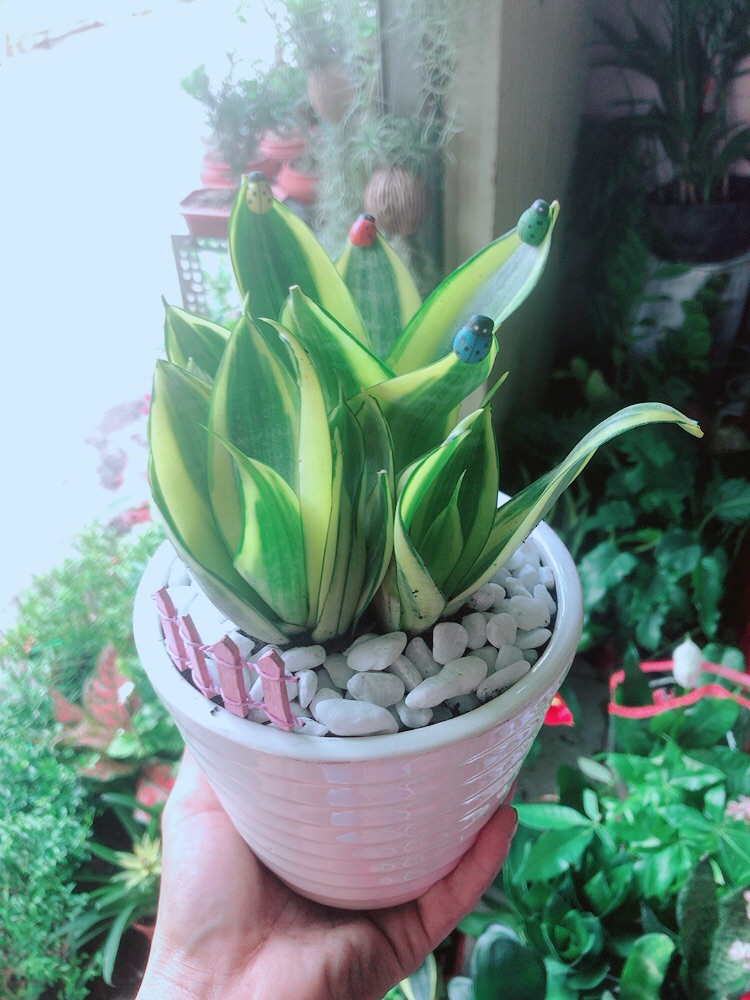 Chậu Lưỡi Hổ Thái Vàng